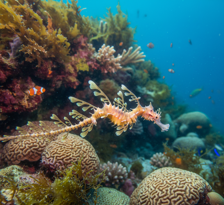 Yaprakli Deniz Ejderi