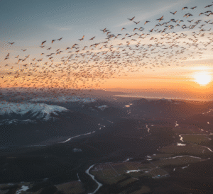 Kuşların Göç Yolculukları: Kuşlar neden göç eder?