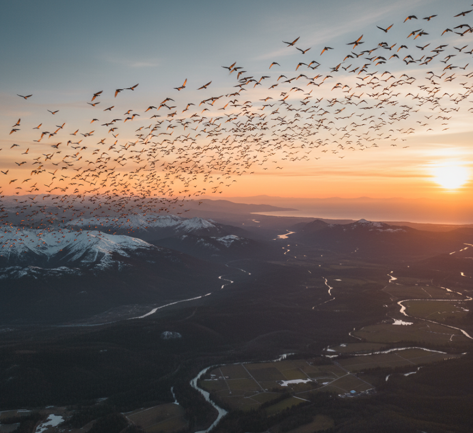 Kuşların Göç Yolculukları: Kuşlar neden göç eder? 24 Kuşların Göç Yolculukları: Kuşlar neden göç eder?