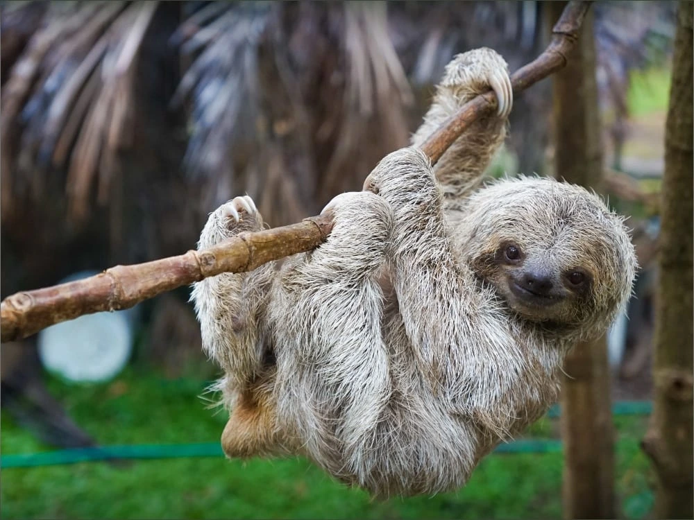 Dünyanın en tembel hayvanı nedir? 4 Tembel Hayvanların En İlginç Özellikleri