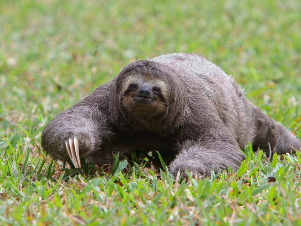 Dünyanın en tembel hayvanı nedir? 3 tembel hayvanlar neden yavaş