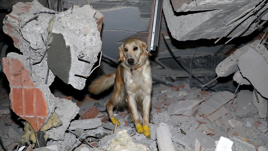 hayvanlar depremi hisseder mi