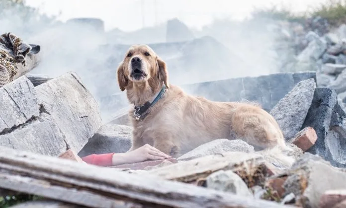 hayvanlar depremi önceden hissedebilir mi