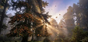 Kelebek Göçleri ve Doğaya Etkileri