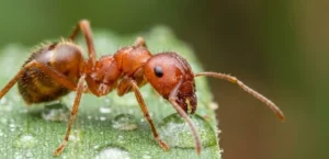 Karıncaların Sosyal Yaşam Döngüsü ve Koloni Yapısı